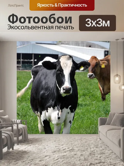 Фотообои Гольштейн и Джерси Корова