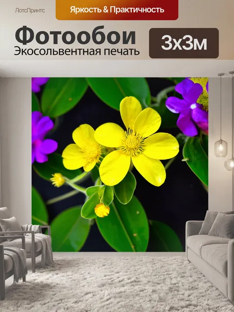 Фотообои пахистахис с открытыми желтыми цветками, окруженный зелеными листьями и яркими, пурпурными цветами вдалеке