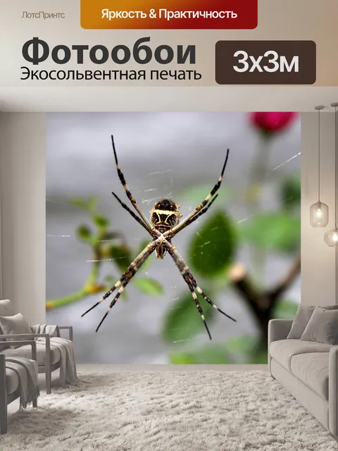 Фотообои Паук