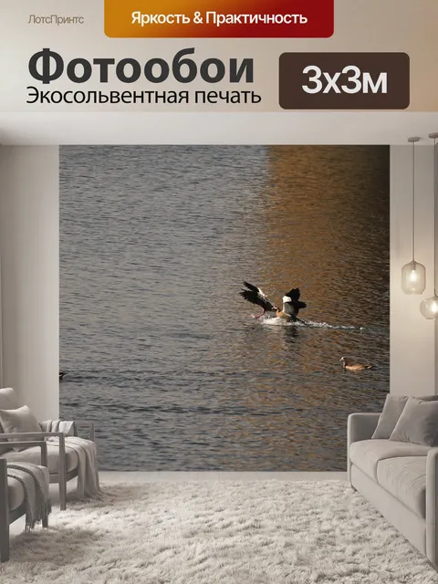 Фотообои египетский гусь расправляет крылья