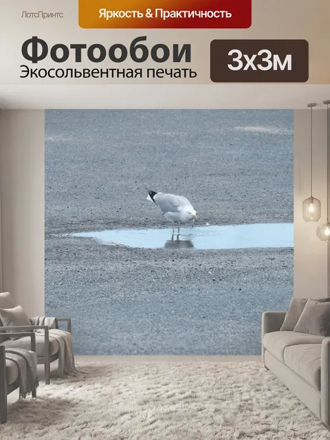 Фотообои Чайка в луже