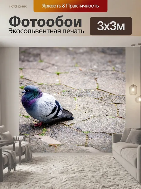 Фотообои Голубь