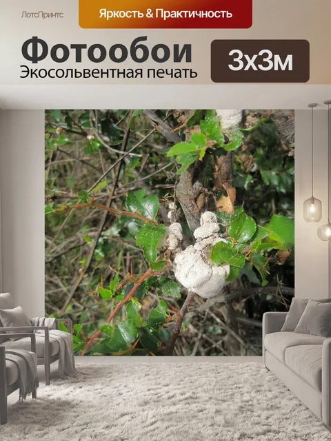 Фотообои белый грибок на растущем дереве