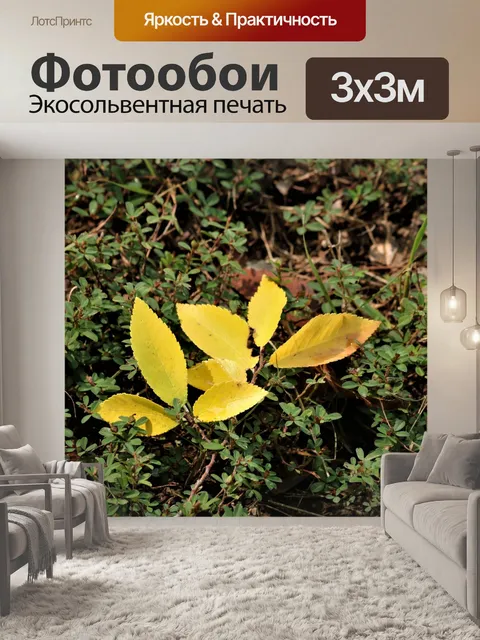 Фотообои Желтые листья на зеленом почвопокровном