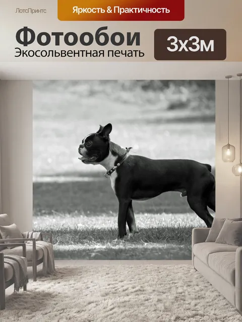 Фотообои Бостонский терьер собаки