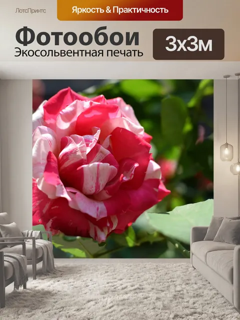 Фотообои Розы