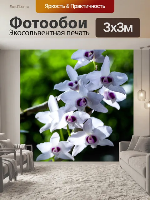 Фотообои Орхидеи
