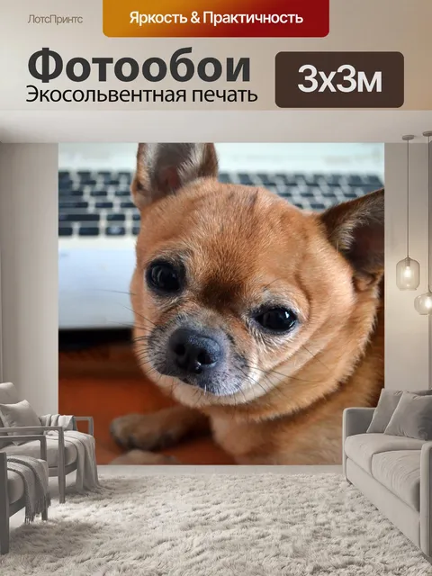 Фотообои Чихуахуа