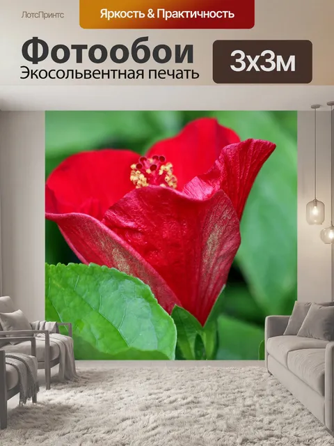 Фотообои Красный цветок Гибискус