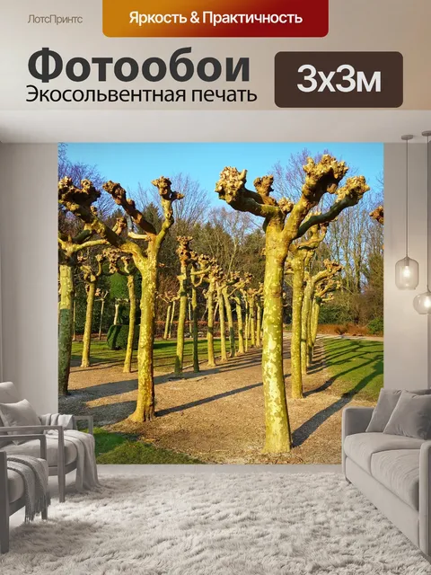 Фотообои Pollarded вербы