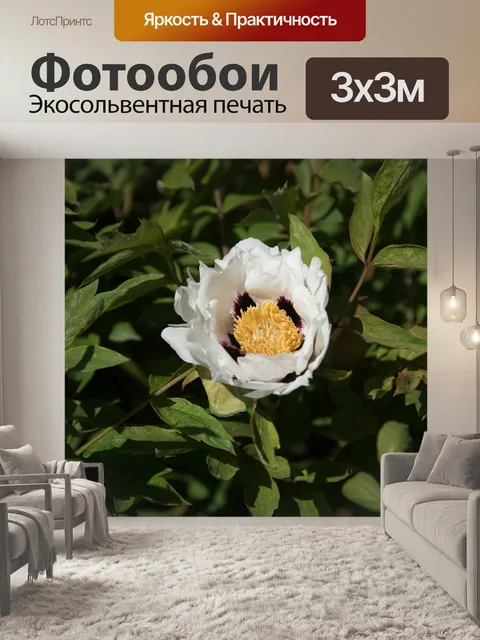 Фотообои Шелковый пион