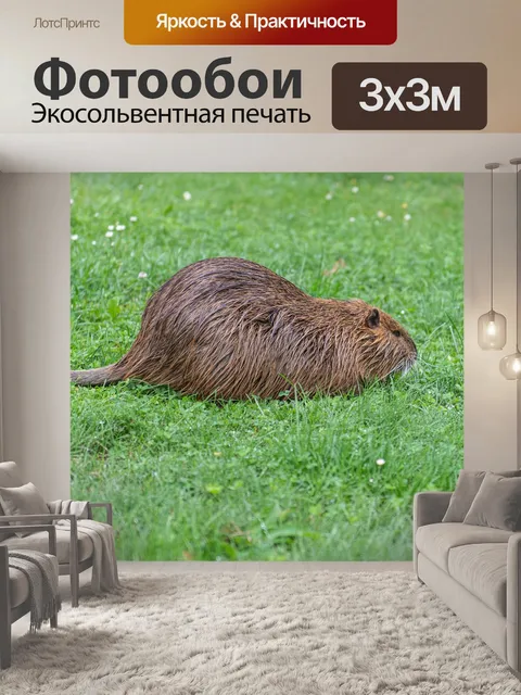 Фотообои Нутрия