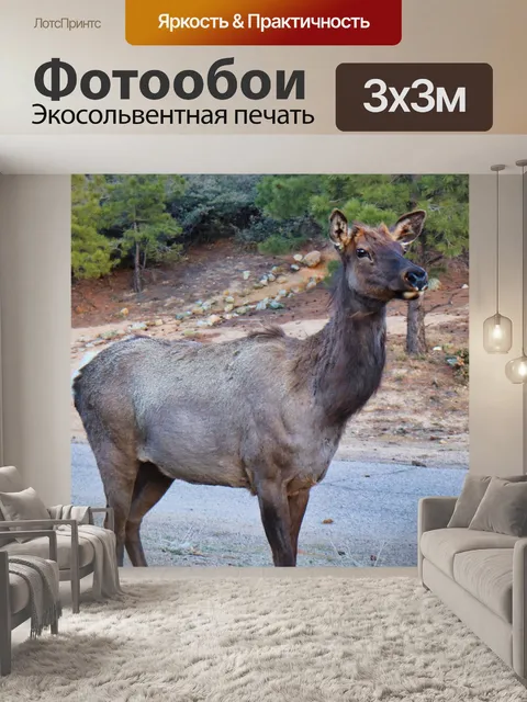 Фотообои Лось
