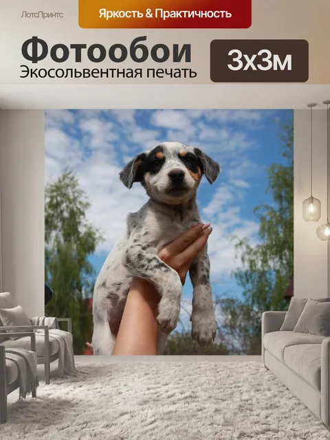 Фотообои Собака