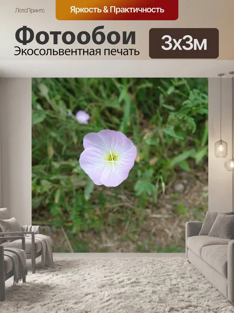 Фотообои Розовый первоцвет или лютик