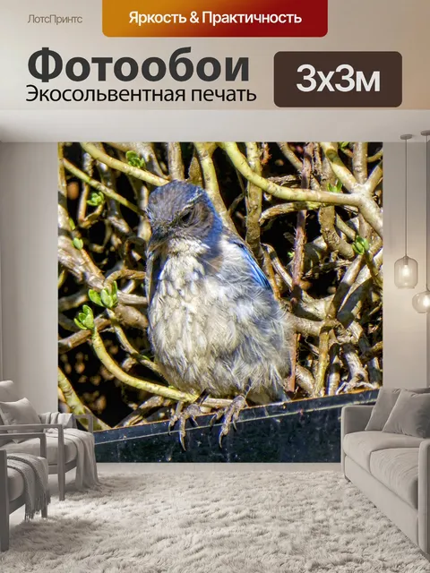 Фотообои Голубая птица