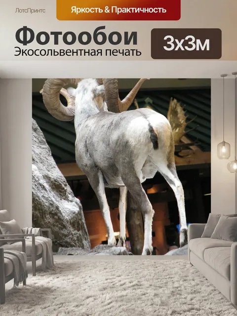 Фотообои Овцы долла