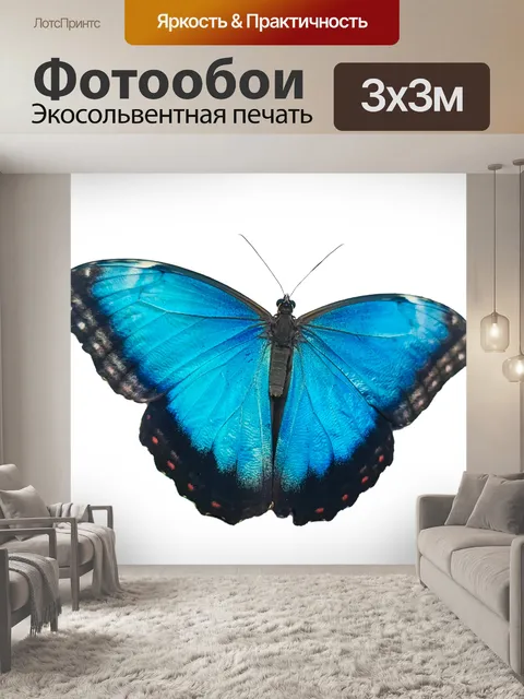 Фотообои бабочка морфо изолирована