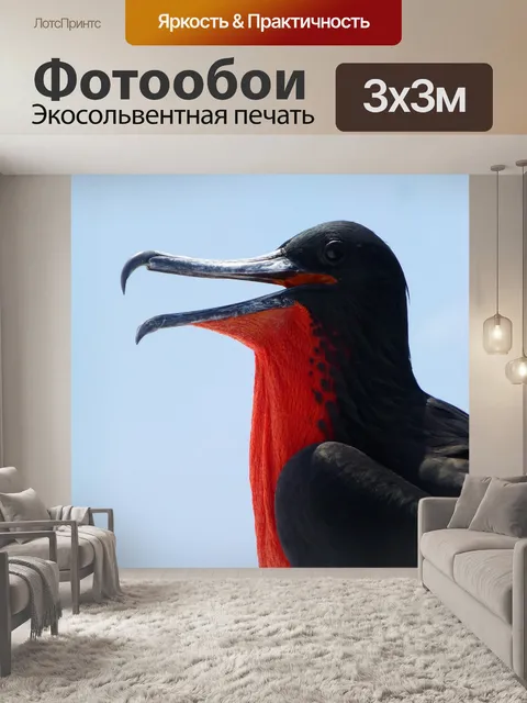 Фотообои Фрегат птица
