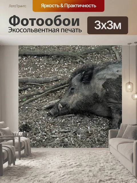 Фотообои Дикий кабан