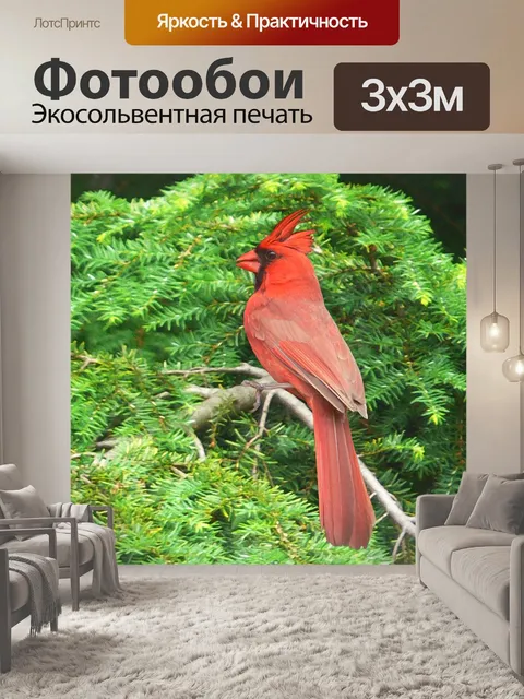 Фотообои Покраска красный кардинал