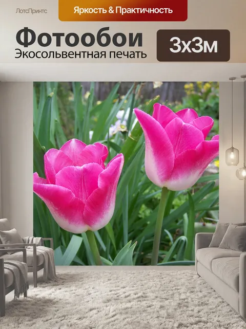 Фотообои Тюльпан