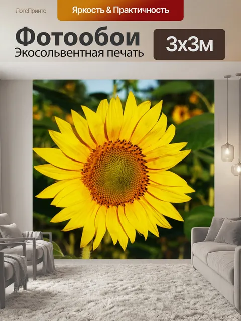 Фотообои Подсолнух