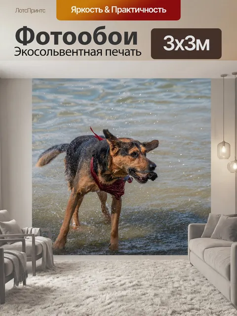 Фотообои Собака