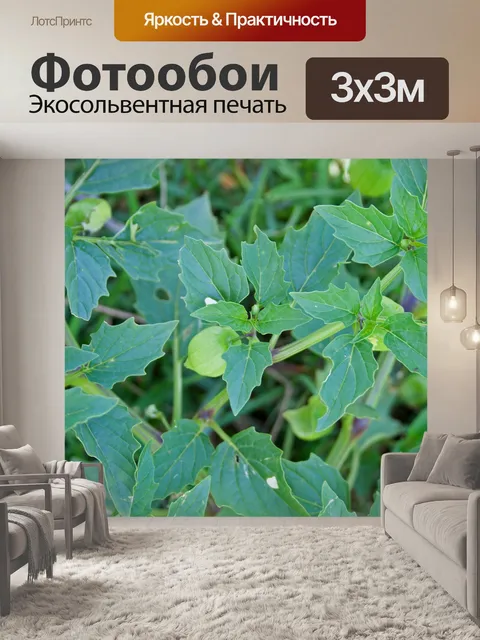 Фотообои Разнотравье сорняков