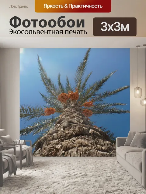 Фотообои Финиковая пальма