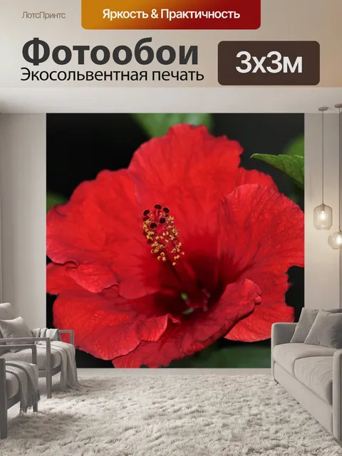 Фотообои Красный гибискус на темном фоне