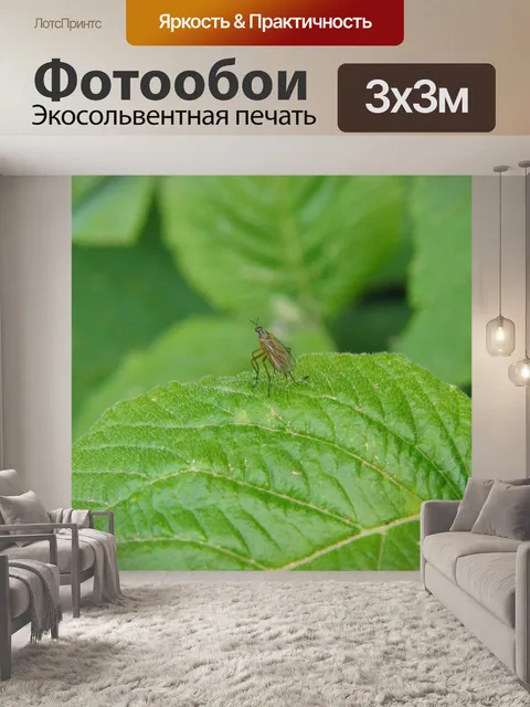Фотообои Комар