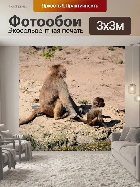 Фотообои Hamadryas бабуины