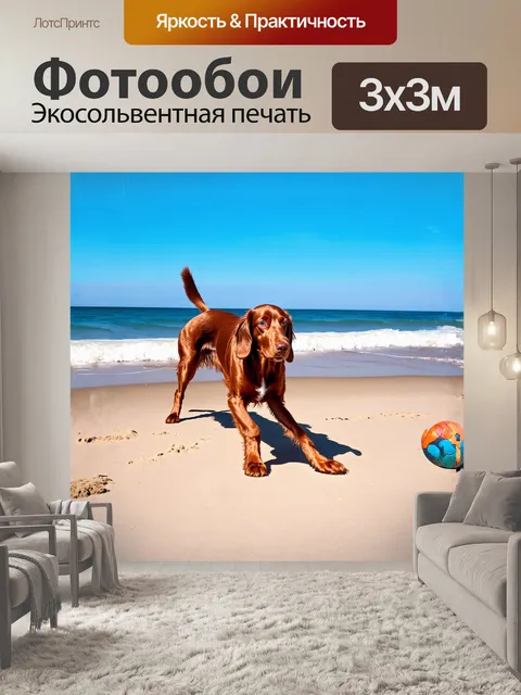 Фотообои красный ирландский сеттер, играет с мячом, на солнечном пляже,