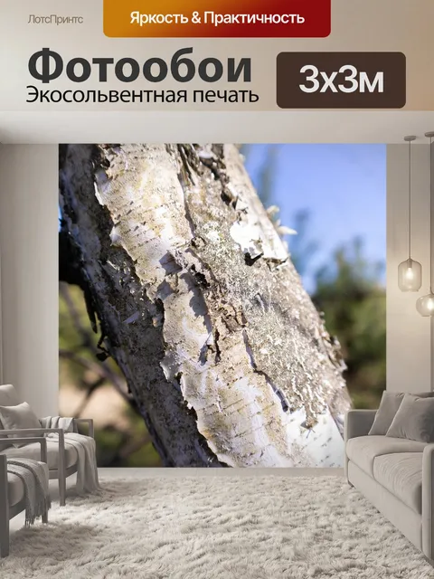 Фотообои Берёза