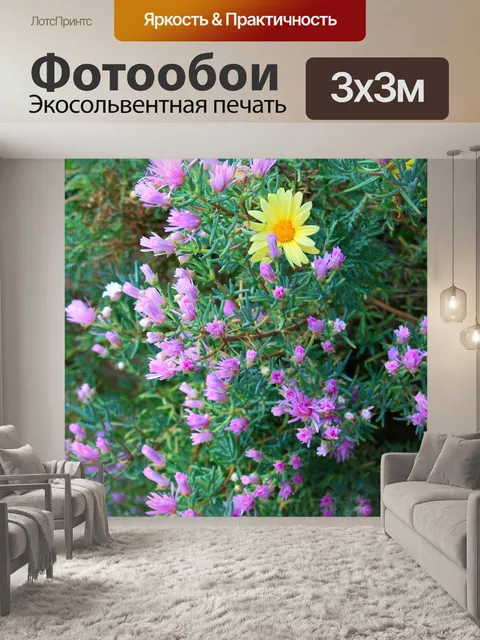 Фотообои розовые vygies и желтая ромашка