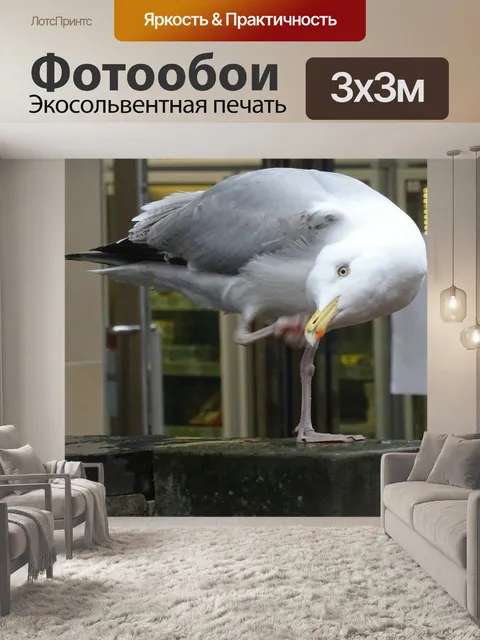 Фотообои Чайка чистили Сам на одной ноге