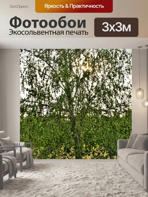Фотообои береза с белым стволом