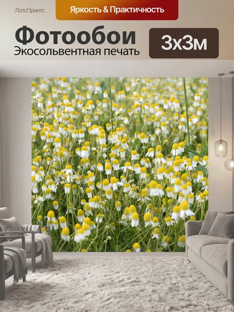 Фотообои Ромашка