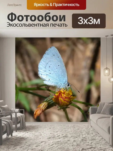 Фотообои Голубая бабочка