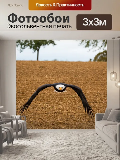 Фотообои Белоголовый орлан
