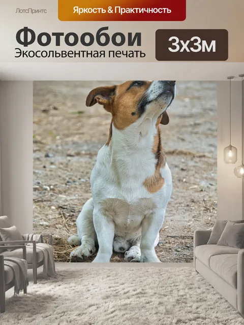 Фотообои Джек рассел