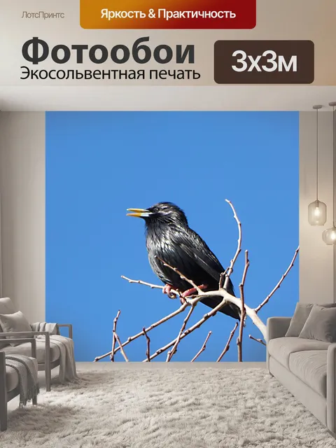 Фотообои Скворец