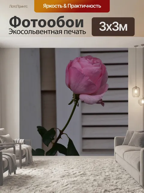 Фотообои Розовая роза