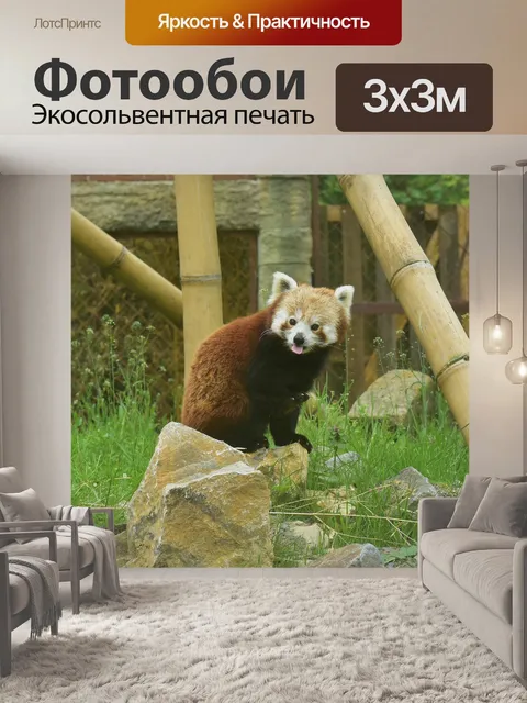 Фотообои Красная панда