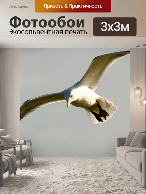 Фотообои Чайка