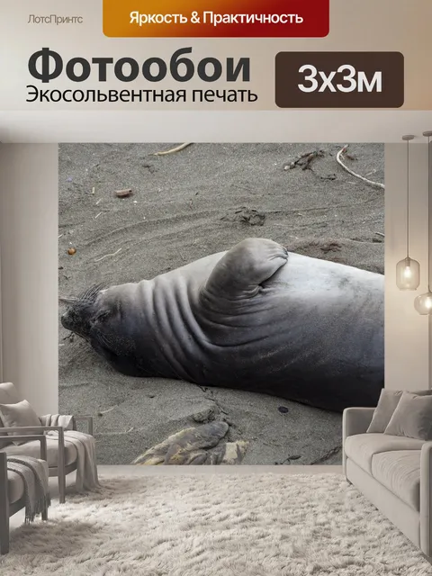 Фотообои Морские слоны