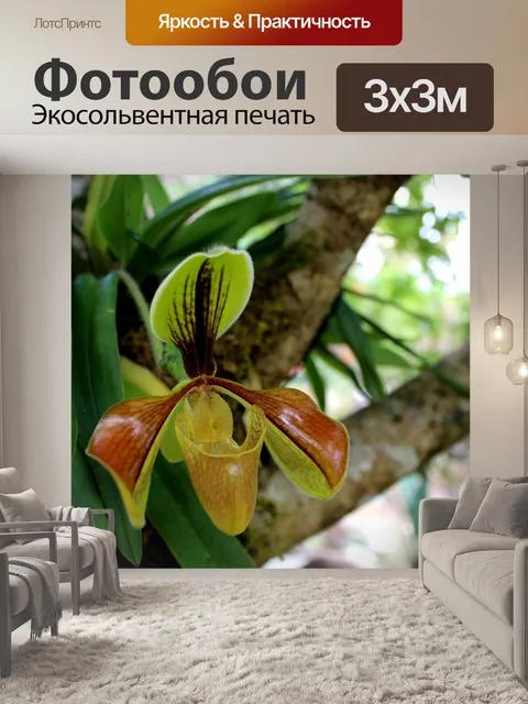 Фотообои Леди тапочка Орхидея Интанон Националь