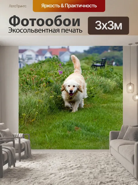 Фотообои Золотой ретривер