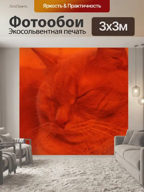 Фотообои Оранжевый кот